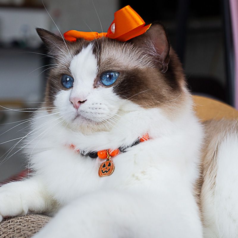 Supplies Elderly Pet Knitted Sweater Pumpkin Transformation Wizard Costume Dog Clothes_voghion.com