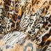 Tiger Leopard Print Animal Pattern Mattress Cover Polyester Skin Friendly Bed Fitted Sheet Mattress Protector Fitted Sheet_voghion.com