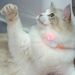 Rechargeable Motion Activated Cat Laser Toy Cat Teaser Laser Collar ,Interactive Cat Toys For Indoor Cats/Kittene/Dog_voghion.com