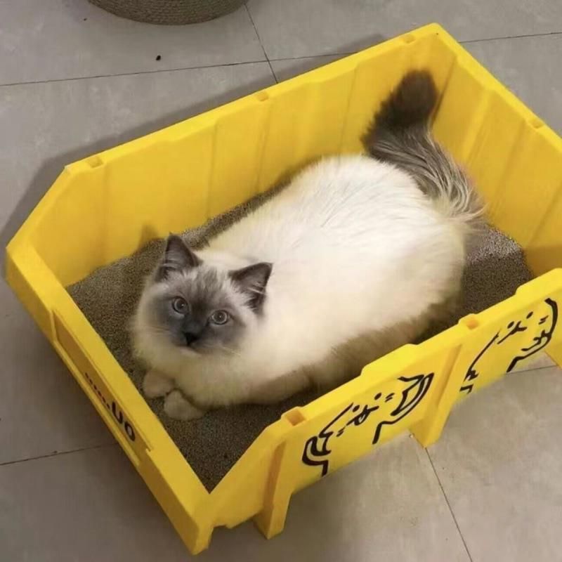 Bac à litière extra-large pour chat Maine Coon, grand récipient, entièrement ouvert, géant, par défaut_voghion.com