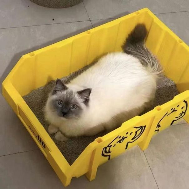 Bac à litière extra-large pour chat Maine Coon, grand récipient, entièrement ouvert, géant, par défaut_voghion.com