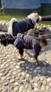 Waterproof Jacket CDDMPET For Dogs, Polyester, Medium And Large Breeds By PawParty Store_voghion.com