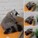 Simulation 3D Raccoon Furry Animal Model Toy Art Craft Desktop Decor Photo Props_voghion.com