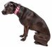 Pet Life 'Aero Mesh' 360 Degree Dual Sided Comfortable And Breathable Adjustable Mesh Dog Collar_voghion.com