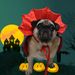 Halloween Cape Hat Set Dog Costume Christmas Dress Up Pet Clothes_voghion.com