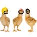 Pet Supplies Protection Chicken Helmet Chick Hen Hat Bird Hat Headgear_voghion.com