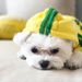 Pet Dog Clothes Fo Small Dogs Fench Bulldog Winte Puppy Costume Chihuahua Pug Pets Cat Hoodie Sweate Jacket_voghion.com