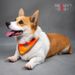 Pet Products Reflective Pet Scarf High Visibility Dog Collar Adjustable Elastic & Snap Buckle, Rainbow Reflective Stripes Safety Soft Polyester Fabric_voghion.com