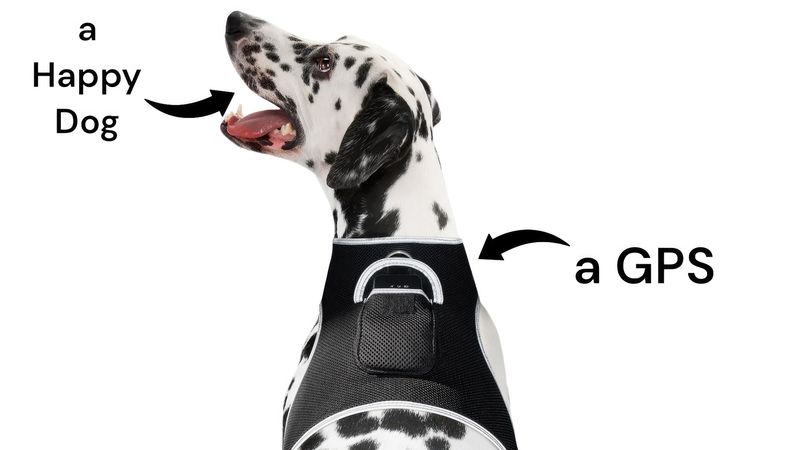 Wireless GPS Dog Tracking Collar Device with Realtime Surveillance App Size:M_voghion.com