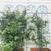 2 Pack Metal Garden Trellis 86.7" X 19.7" Rustproof Trellis For Climbing Plants Outdoor Flower Support Green_voghion.com