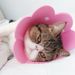Sunflower Elizabethan EVA Sponge Lightweight Headband Cat Supplies Neck Anti-Lick Shame Collar Neutering Use_voghion.com