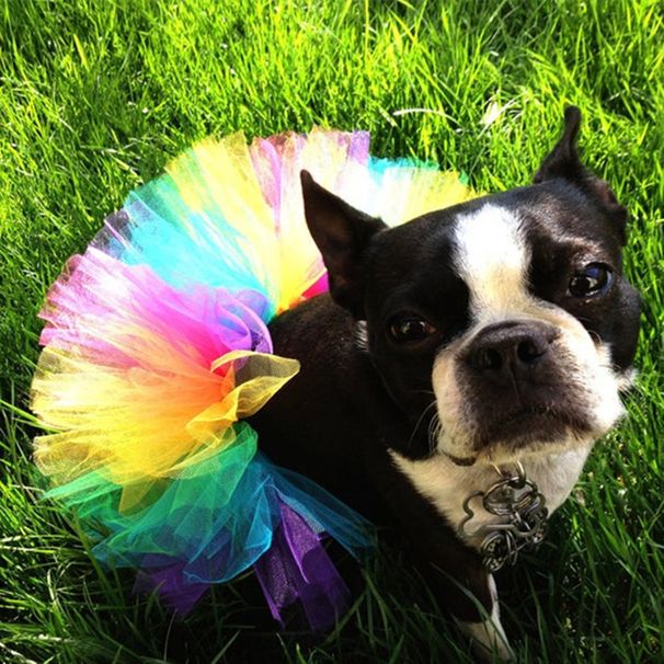 Mittelgroßes Hundeparty-Outfit, Halloween-Haustierkostüm-Set, entzückendes pelziges Kinder-Tüllkleid_voghion.com