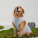 Simple Basic Large Golden Labrador Retriever Summer Thin Breathable Tank Top Clothes Pet Dog_voghion.com