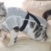Pet Spring Thin Style Dog Cat Clothes Japanese Yukata Summer Festival Kimono_voghion.com