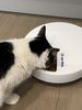 Closer Pets C500 5-Napf-Futterautomat Mit Digitalem Timer – 5-Mahlzeiten-Futterautomat Mit Edelstahlnapf Und Kühlakkus Nass- Oder Trockenfutter 5 Ma_voghion.com