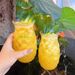 Bicchiere da cocktail all'ananas - Design unico in rilievo per drink tropicali (qualità da bar, 12 once)_voghion.com