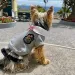 WANGMEOW Dog Costumes By PawParty Store_voghion.com