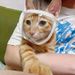 Pet Transparent Eye Mask, Cat Mask, Cleaning And Grooming, Anti-licking, Anti-biting, Anti-calling Cat Breathable Mask_voghion.com