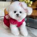 Spring Summer Dog Derella Princess Dress Cat Bichon Flying Sleeve Bowknot Maltese Teddy_voghion.com