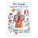 English Anatomy Human Organs Canvas Print Classroom Hospital Core Poster_voghion.com