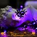 Stringa di ragni a LED per Halloween, scatola di batterie, luce viola, ricerca di oggetti di scena a tema, disposizione di lanterne decorative_voghion.com