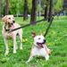 New Leash One-to-Two Nylon Double-Headed Dog Rope Elastic Retractable Explosion-Proof Shock Connector Anti-Tangle_voghion.com