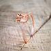 Rose Gold Plated Engagement Ring with Exquisite Micro Set Zircon Strip_voghion.com