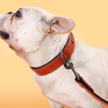 Pressure Change Large Golden Retriever Corgi Neck Collar Leash Small And Medium Dog Supplies_voghion.com