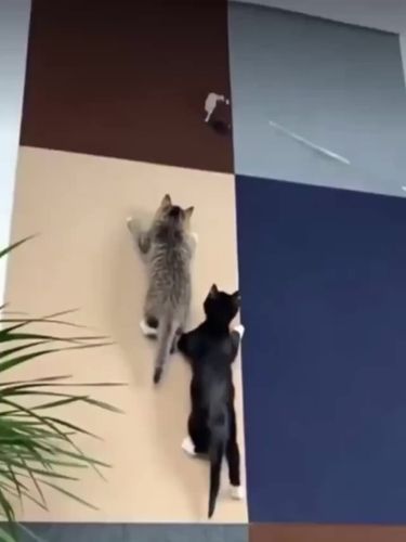 Self-adhesive Carpet, Wall Scratch Protection For Cats, Sofa, DIY, Cat Scratch, Sofa Protection, Paws, Sharpen, By PawParty Store_voghion.com