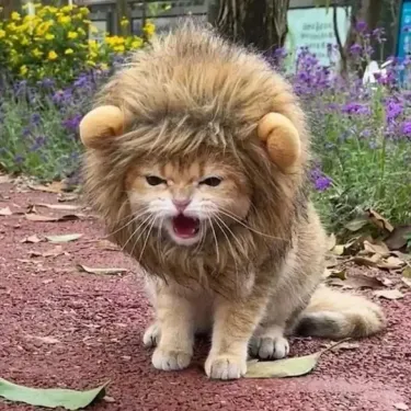 Decorative Pet Hat Soft Lightweight Lion-style Hats Breathable Pet Hood Adorable Pet Photography Props Cat Costume Cosplay_voghion.com