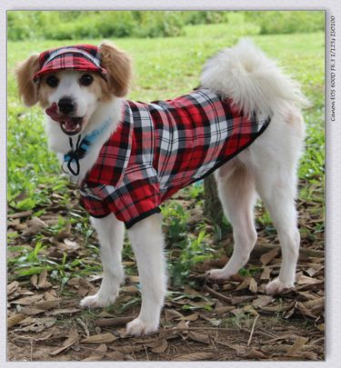 Pet clothing new arrivals Pomeranian Teddy French bulldog small and medium sized dog coats and hats plaid shirts and hats suits_voghion.com