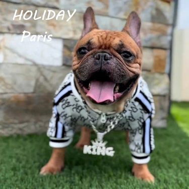 New Zipper Shirt Dog Clothing Jacket Stretchy Pet Clothes_voghion.com