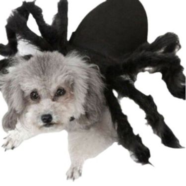 Halloween Spider Dog Cat Clothes Pet Costume Funny Outfit_voghion.com