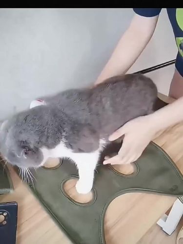 Polyester Hanging Hammock For Cat Grooming By PawParty Store_voghion.com