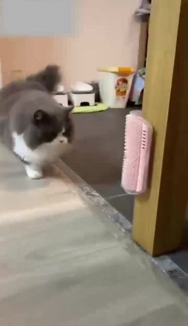 Post, Cat Massager, Pet Scratching Brush, Hair Removal Comb, Dog Grooming Table, Kitten Care, Royal Canin Accessories By PawParty Store_voghion.com