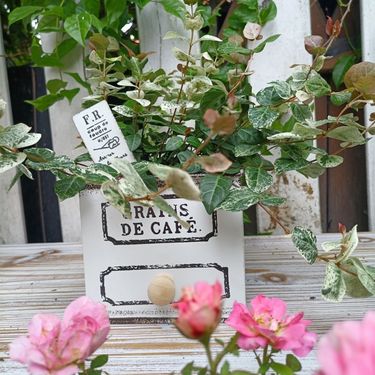 Garden desktop GRAINS square drawer flower pot B & B plant set pot bonsai flower device_voghion.com