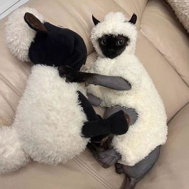 Cat 2 Piece Set,Lamb Costume,Lamb Hat, Lamb Costume,Lamb Bell Set,Suitable Cosplay Costume For Cats_voghion.com
