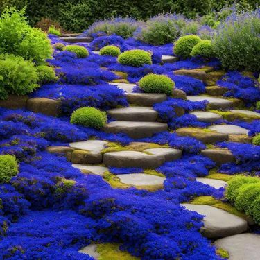 15000+ Creeping Thyme Seeds For Planting In Your Home Garden - Perennial Flower Seeds Ground Cover Flower Garden Decoration_voghion.com