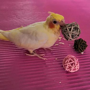 Parrot Relieves Boredom, Self-exciting, Mouth Grinding Toy, Natural Rattan Ball, Training, Chewing, Educational Toy, Grass Ball_voghion.com