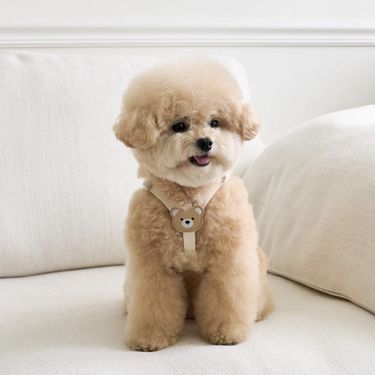 Korean INS Cute Leather Soft Durable Harness Set For Teddy Bichon Dogs And Cats Outdoor Leash_voghion.com
