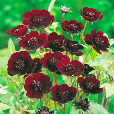 1000+ Magenta Cosmos Seeds - Bright Flowers For Gardens And Outdoor Spaces_voghion.com