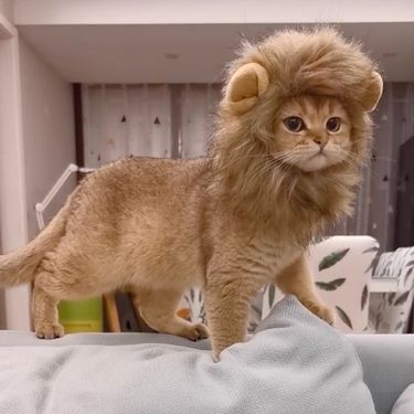 Lion Head Cat Hat Cute Funny Pet Photo Hair Accessories Puppy Dress Up Costume Decorations_voghion.com