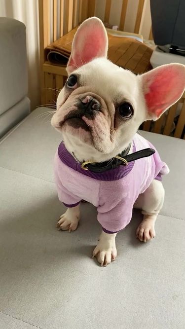 Hoopreety Fleece Dog Costume With Fruit Print By PawParty Store_voghion.com