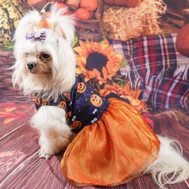 Pet Halloween Pumpkin Skull Dress Mesh Princess Small Dog Teddy_viptrois.com