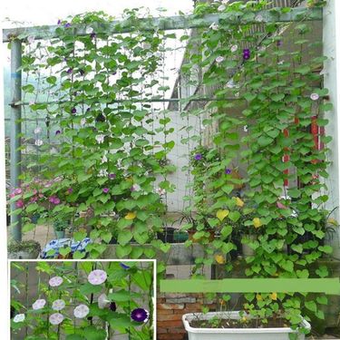 27 strands of horticultural plant climbing net, melon, fruit, morning glory, climbing flowers, climbing ropes for climbing plants_voghion.com