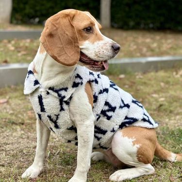 Dog Clohes Trendy Brand Large Medium Small Dogs Beagle Golden Reriever Samoyed Corgi Bichon Pe Auumn Winer Warm_voghion.com