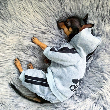 Pet Dog Clothes fo Small Dogs Fench Bulldog Winte Puppy Costume Chihuahua Pug Pets Cat Hoodie Sweate Jacket_voghion.com