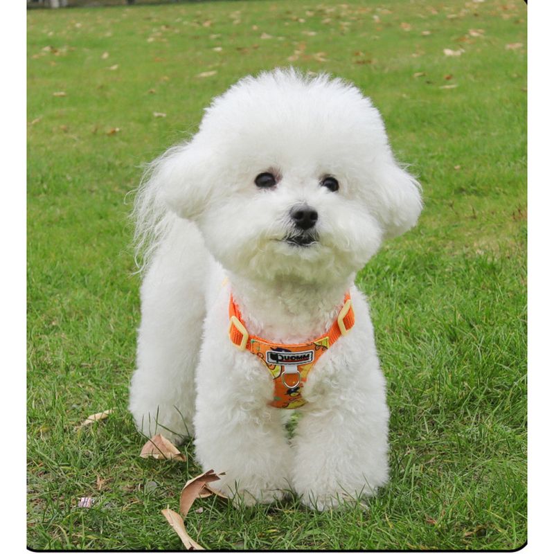Nuovo guinzaglio per cani e gatti di piccola taglia, comodo e traspirante, con stampa carina._voghion.com