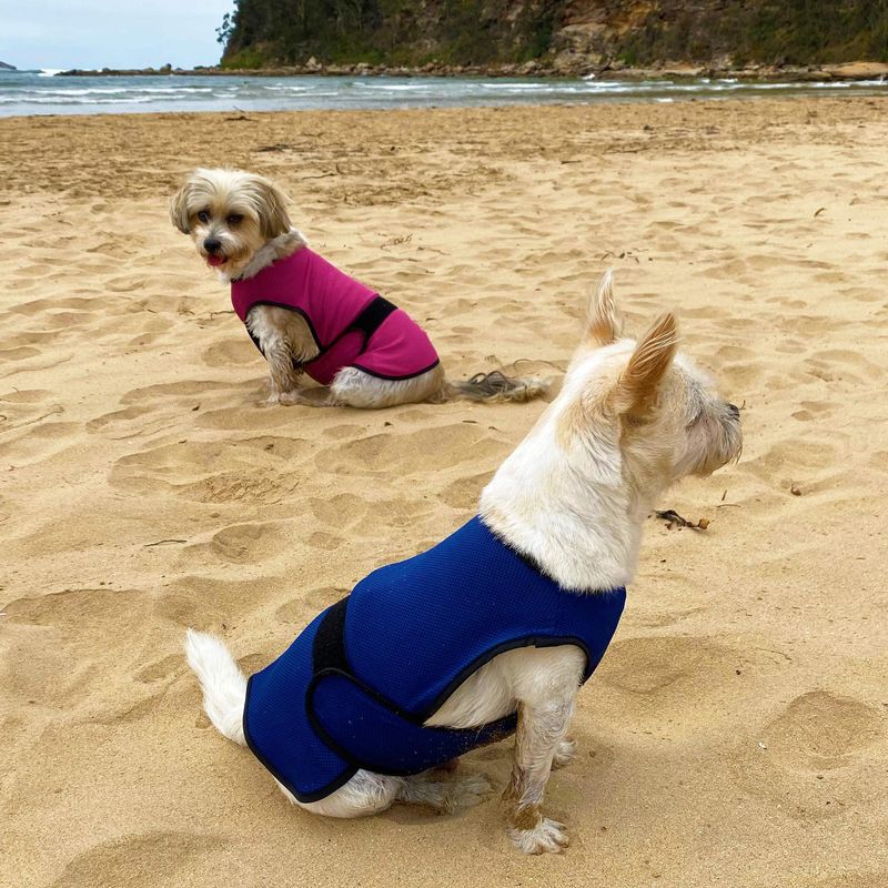 Heiß verkaufte Kühlweste für Hunde, mehrere Farben erhältlich, leichte Jacke mit Mikrofaser-Technologie zur kühlenden Verdunstung_voghion.com