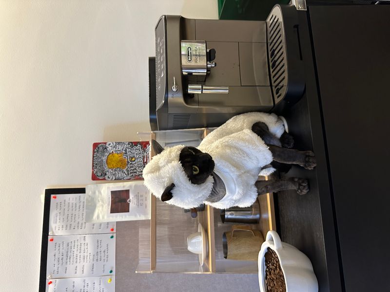 Hairless Cat Clothes Autumn And Winter Thickened Polar Fleece Warm Four-legged Sphinx Devon Cat Lamb Double-sided Fleece Cotton_voghion.com